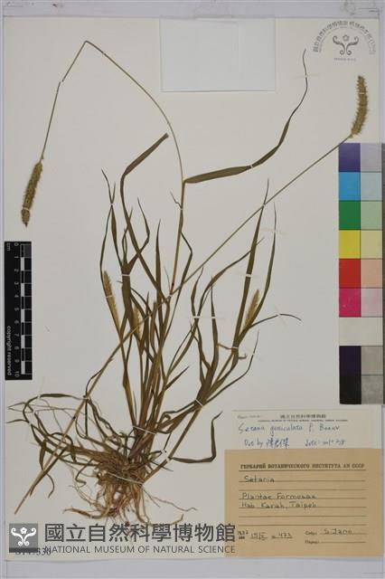 莠狗尾草藏品圖，第1張