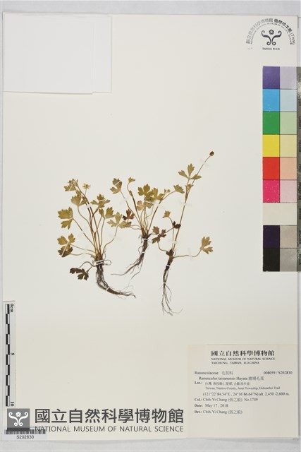 鹿場毛茛藏品圖，第1張