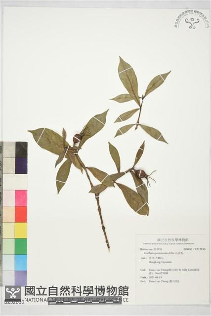 山黃梔藏品圖，第1張