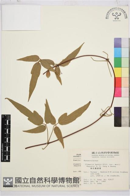 森氏鐵線蓮藏品圖，第2張