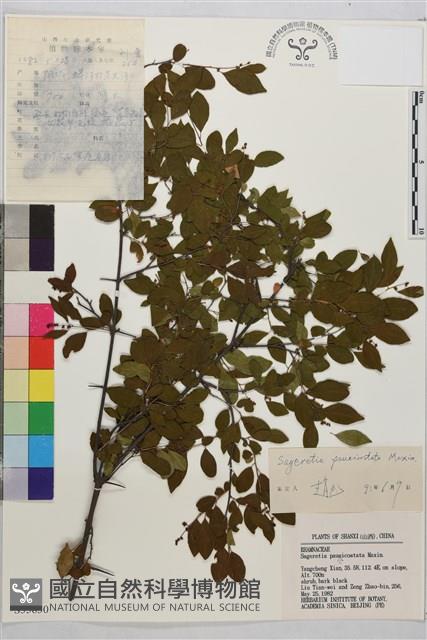 對節木藏品圖，第1張