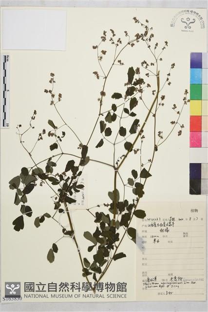 唐松草藏品圖，第1張