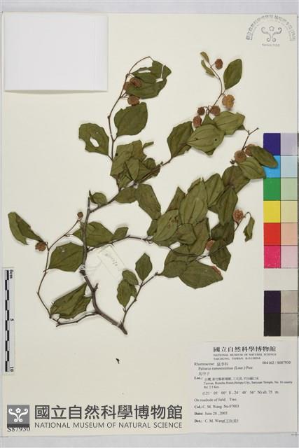 馬甲子藏品圖，第2張