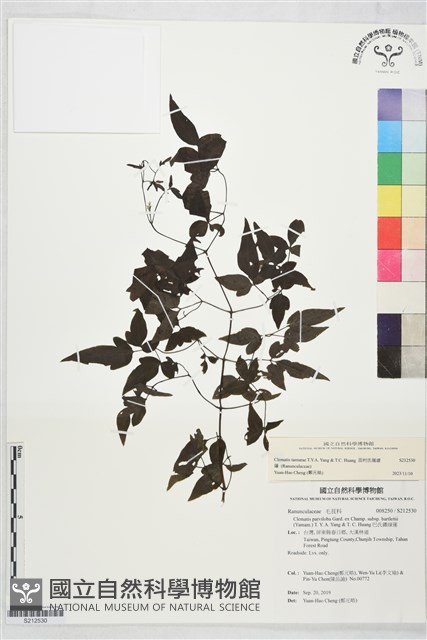 田村氏鐵線蓮藏品圖，第1張