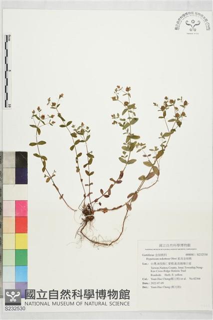 能高金絲桃藏品圖，第1張