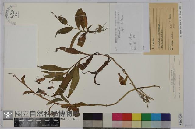 臺灣油點草藏品圖，第1張