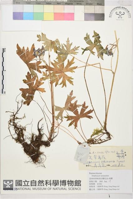 康定翠雀花藏品圖，第1張