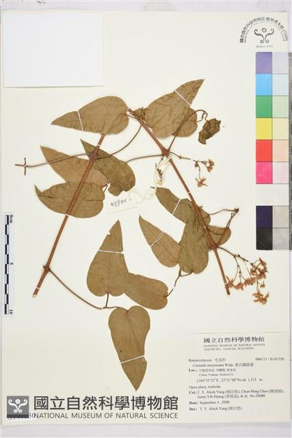 麥氏鐵線蓮藏品圖，第2張