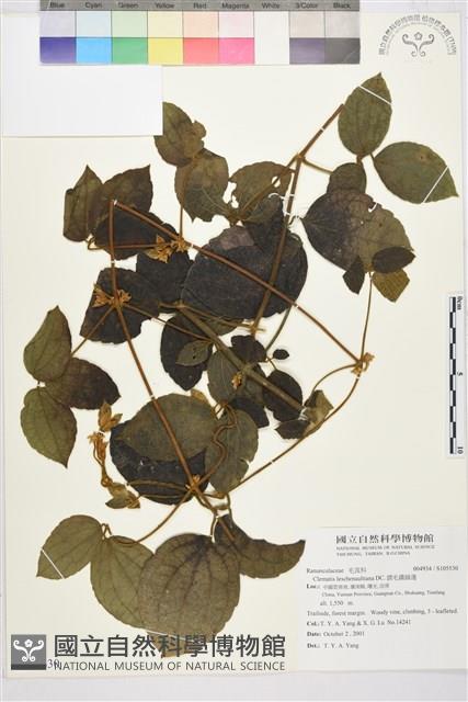 銹毛鐵線蓮藏品圖，第1張