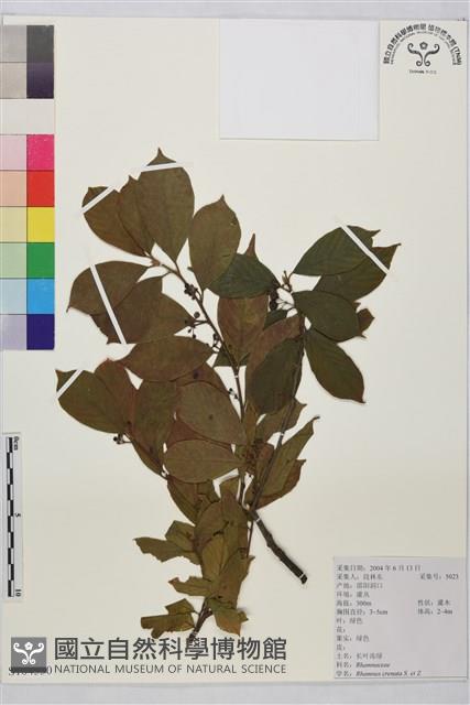 鈍齒鼠李藏品圖，第1張