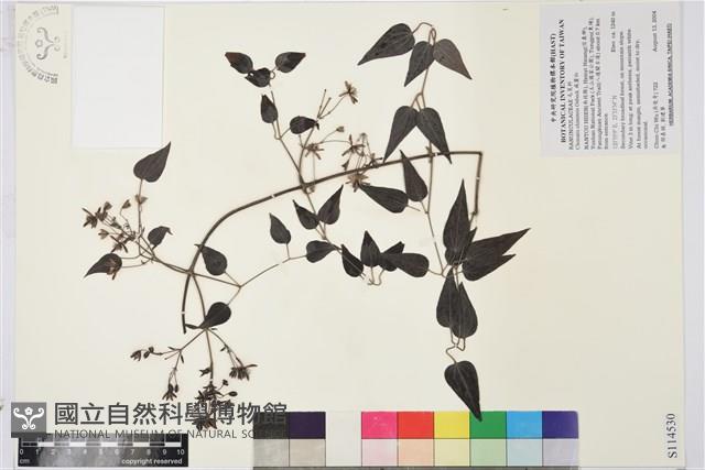 威靈仙藏品圖，第1張