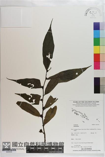 登錄號:S203530藏品圖，第1張