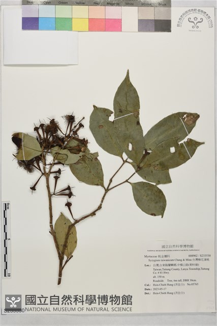 台灣棒花蒲桃藏品圖，第1張
