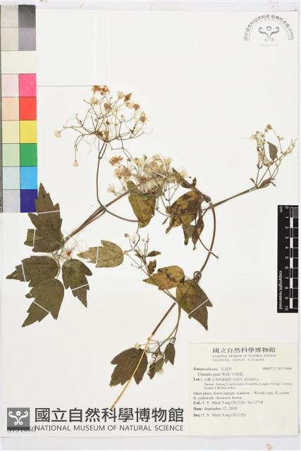 串鼻龍藏品圖，第1張