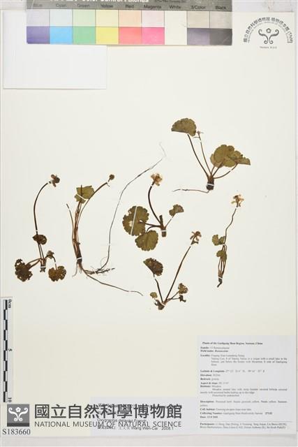 脫萼鴉跖花藏品圖，第1張