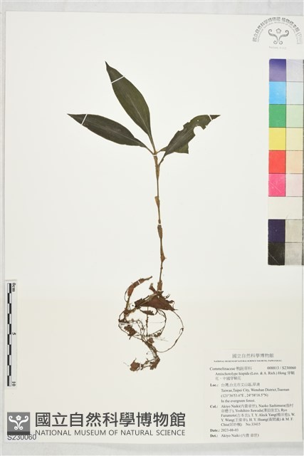 穿鞘花、中國穿鞘花藏品圖，第1張
