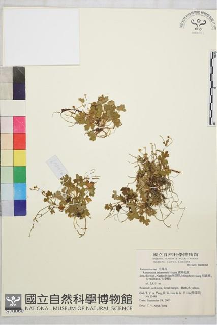 鹿場毛茛藏品圖，第1張