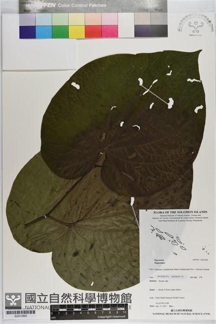 Accession Number:S201060 Collection Image