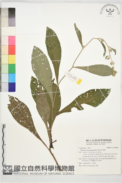 裡白艾納香藏品圖，第1張