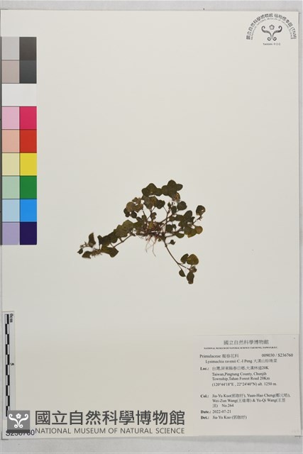 大漢山珍珠菜藏品圖，第1張