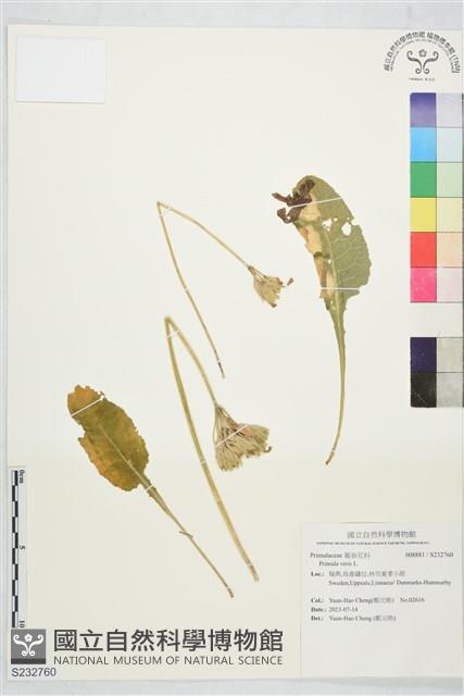 登錄號:S232760藏品圖，第1張
