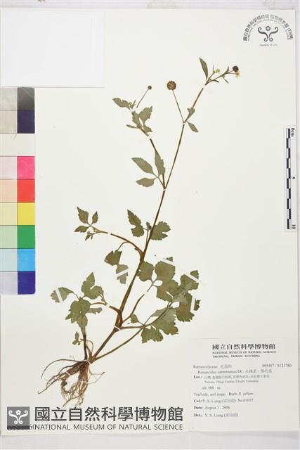 水辣菜、禺毛茛藏品圖，第1張