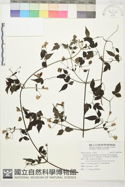 巴氏鐵線蓮藏品圖，第1張