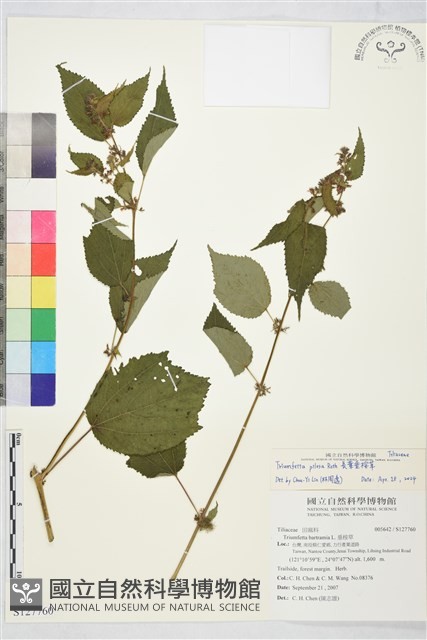 長葉垂桉草藏品圖，第1張