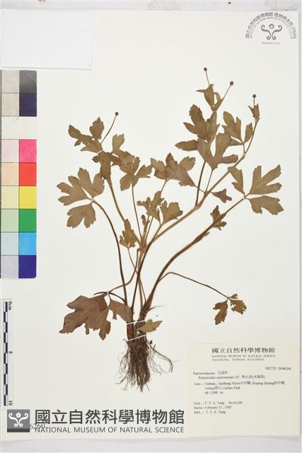 水辣菜、禺毛茛藏品圖，第1張