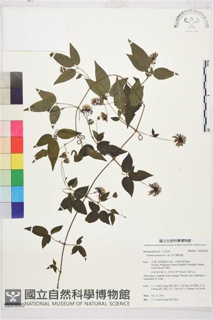 彭氏鐵線蓮藏品圖，第1張