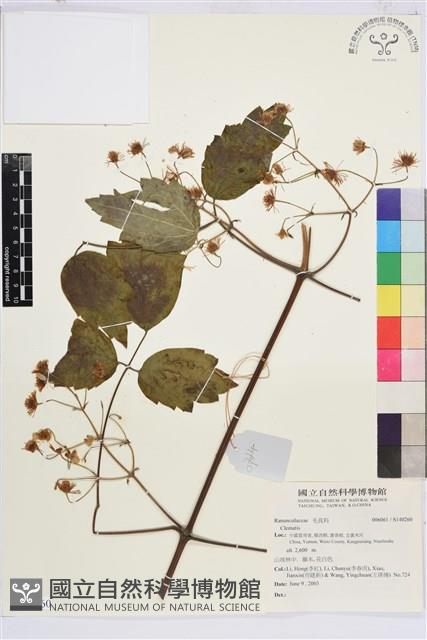 登錄號:S140260藏品圖，第1張