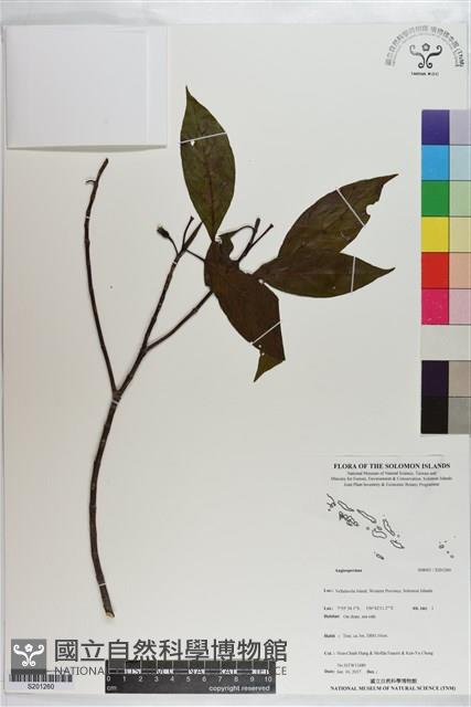 登錄號:S201260藏品圖，第1張