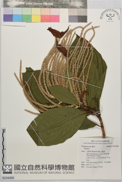 登錄號:S234260藏品圖，第1張