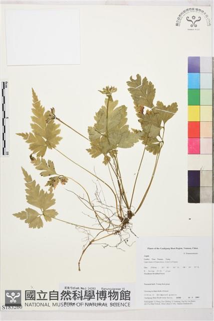 雲南黃連藏品圖，第1張