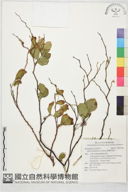 臺灣野茉莉藏品圖，第1張