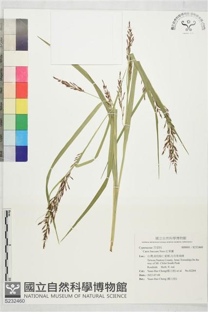 紅果薹藏品圖，第1張