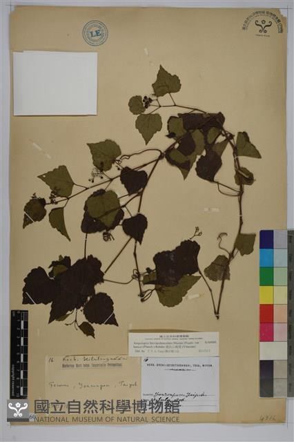 漢氏山葡萄藏品圖，第1張