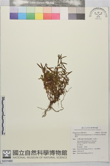 闊柱柳葉菜藏品圖，第1張
