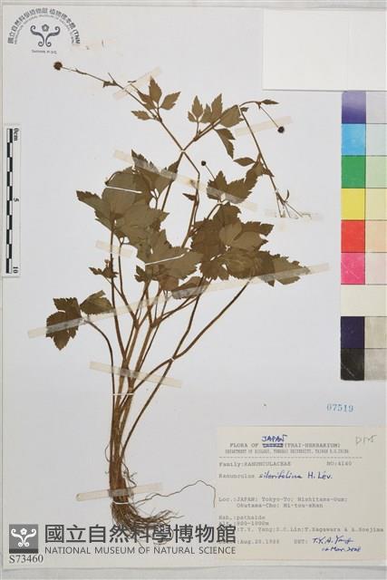 鉤柱毛茛藏品圖，第1張