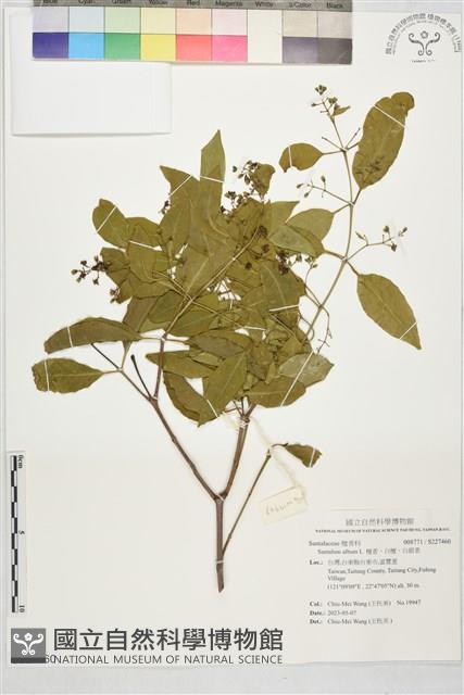 檀香、白檀、白銀香藏品圖，第1張