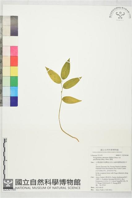 萎蕤藏品圖，第1張