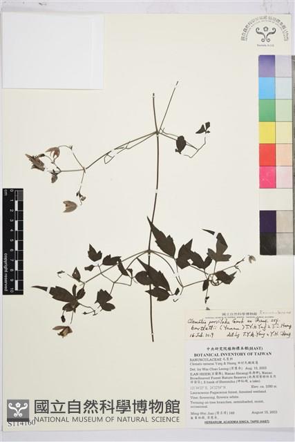 巴氏鐵線蓮藏品圖，第1張