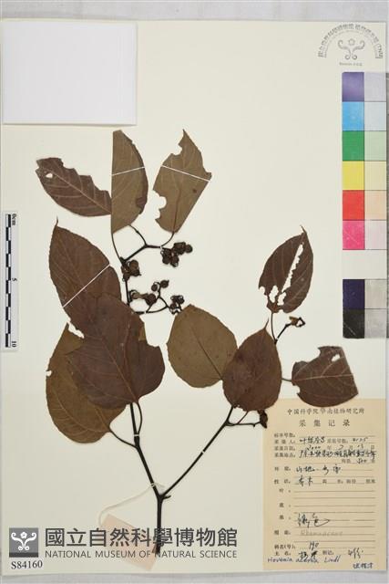 拐棗、枳椇藏品圖，第1張