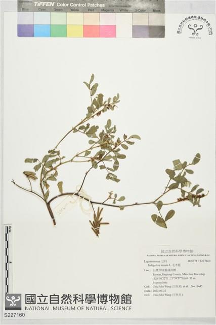 Hairy Indigo Collection Image