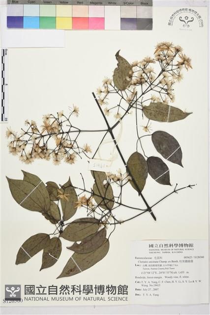 柱果鐵線蓮藏品圖，第1張