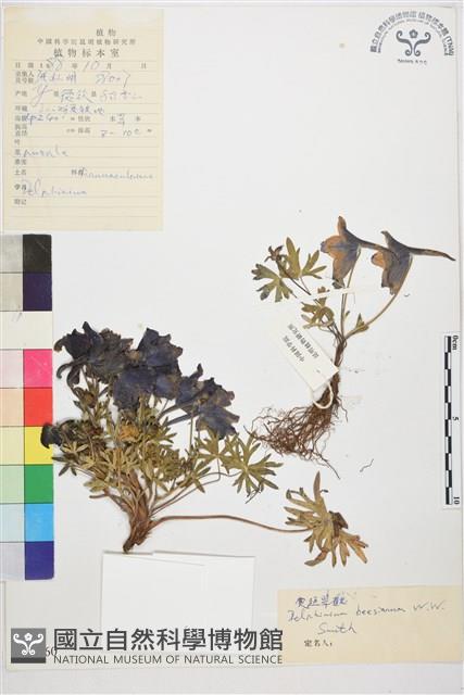 寬距翠雀花藏品圖，第1張