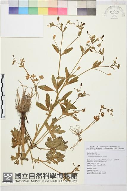 石龍芮藏品圖，第1張