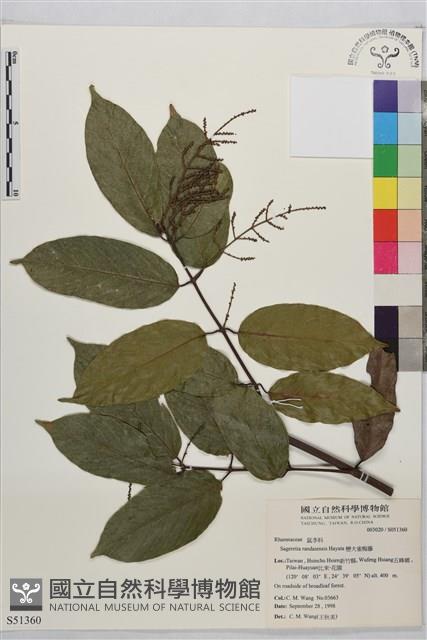 巒大雀梅藤藏品圖，第2張