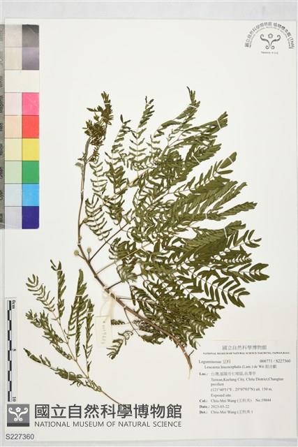 銀合歡藏品圖，第1張