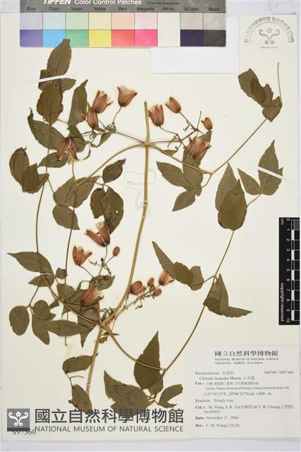 小木通藏品圖，第1張